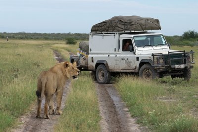 Lion (and support vehicule)