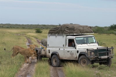 Lions (and support vehicule)