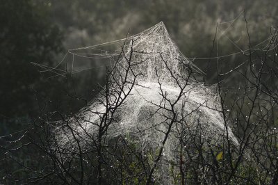 Spider's web