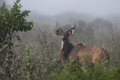 Kudu