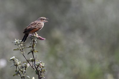 Mirafra africanoides