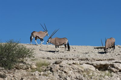 Oryx