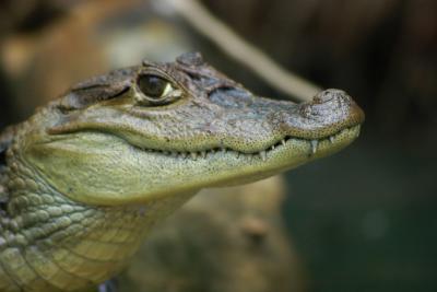 Caiman crocodilus