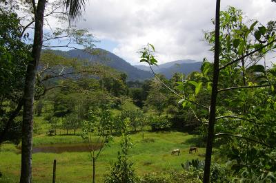 Selva Bananito