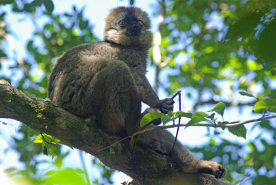 Eulemur fulvus rufus