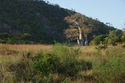 Baobab