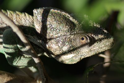 Chameleon