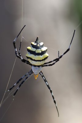 Argiope coquereli