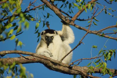 Propithecus verreauxi verreauxi