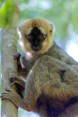 Eulemur fulvus rufus