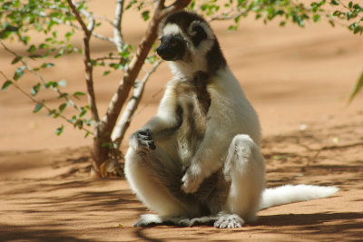 Propithecus verreauxi verreauxi