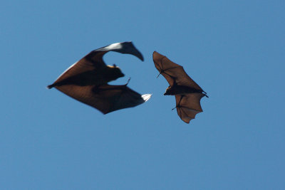 Madagascar flying fox