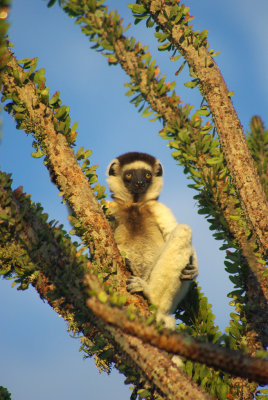 Propithecus verreauxi verreauxi