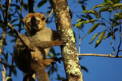 Eulemur fulvus fulvus