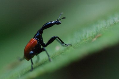 Trachelophorus giraffa