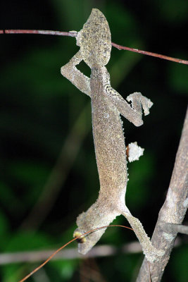 Uroplatus sikorae