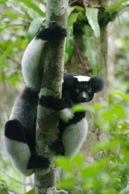 Indri indri