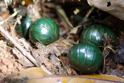 Pill Millipede