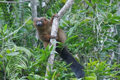 Eulemur rubriventer