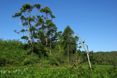 Ile aux Lmuriens