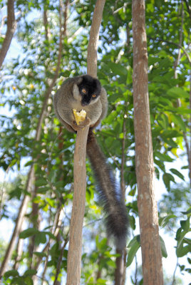 Eulemur fulvus fulvus