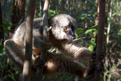 Eulemur fulvus rufus