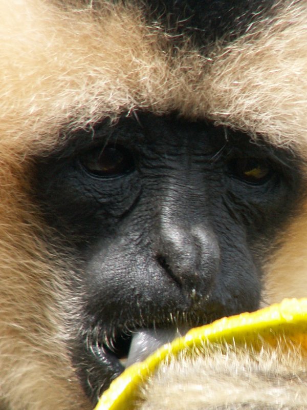 gibbon 2008