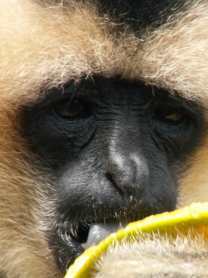 gibbon 2008