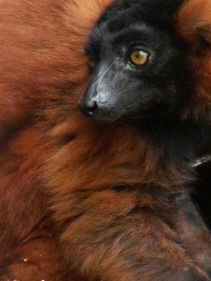 red ruffed lemur 2008