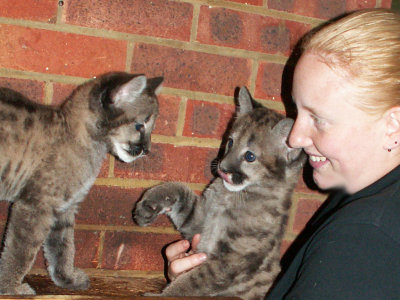 baby pumas 2008