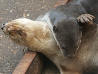 otters 2008