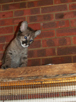 a baby pima 2008