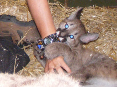 The puma is still teething