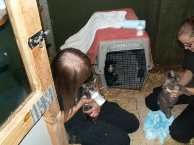 Karen and I bottle feeding the pumas