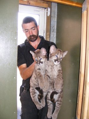 Sam showing how big the pumas are getting