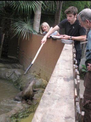 Feeding the smooth-coated otters