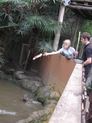Feeding the otters at the Rare Species Conservation Centre, Sandwich