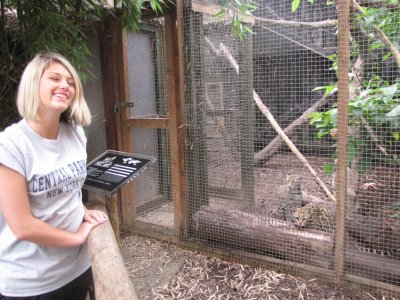 Ocelots at the Rare Species Conservation Centre, Sandwich