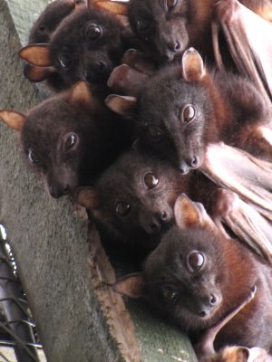 Rare Species Conservation Centre, Sandwich Fruit bats