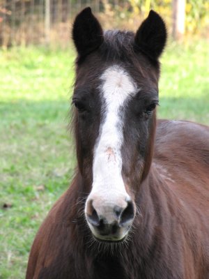 Did I hear someone say carrot?