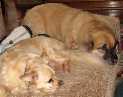 Angie & John's Dogs