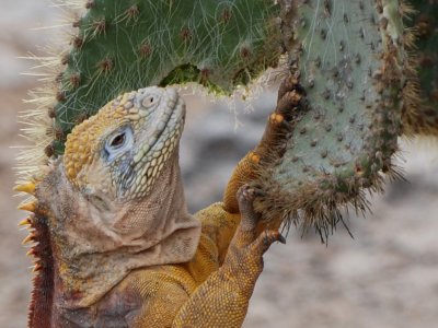 Galapagos Islands