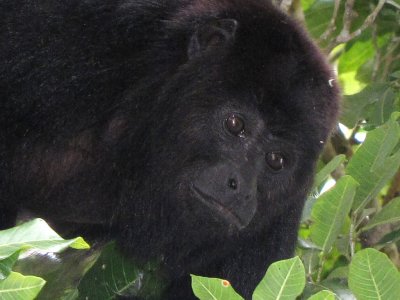 The star of Lamanai - the Howler Monkey