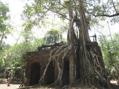 Lamanai:  The sugar mill -- trees taking over.