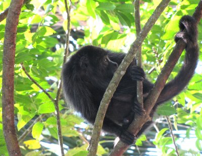 Lamanai