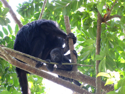 Lamanai:  mom and baby