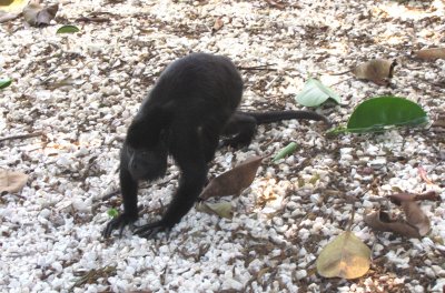 Some of the people at Lamanai had never seen a Howler on the ground