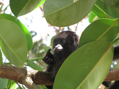 Lamanai