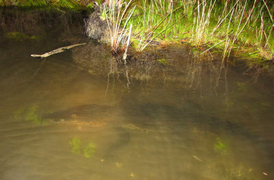 Lamanai:  croc in the water