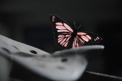 Butterfly in Window.jpg
